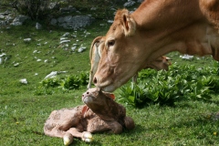 rifugio-valbella-030420000131000024